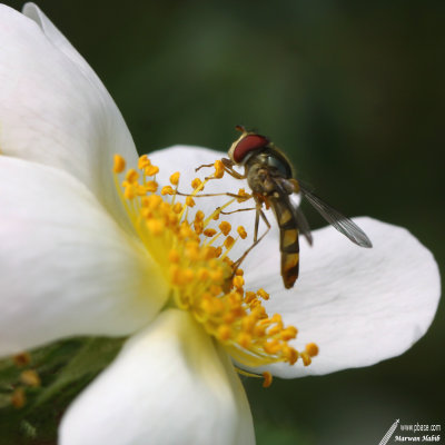 Hoverfly / Syrphe