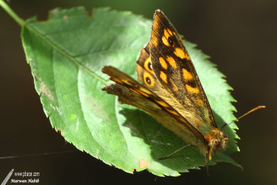 Butterfly / Papillon
