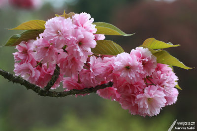 Prunus