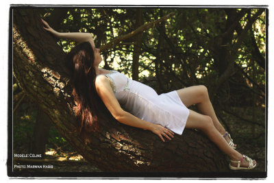 The woods / Les bois 1