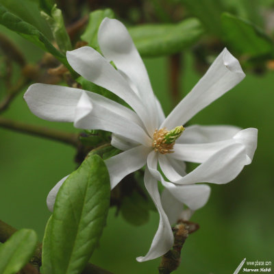 Magnolia Etoil