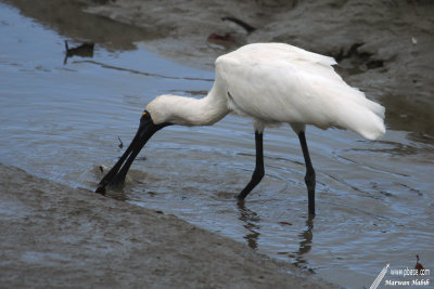 Royal Spoonbill / Spatule Royale