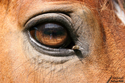 Espoir - Sauron's eye with a fly... / L'oeil de Sauron avec une mouche...
