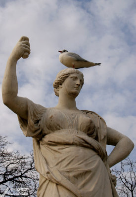 Seagull and Statue / Mouette et Statue
