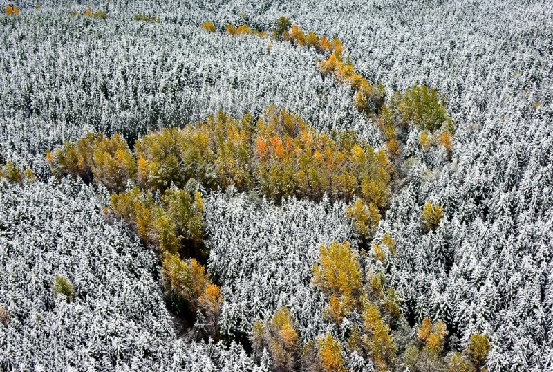 Fresh snow on fall foliage 309 
