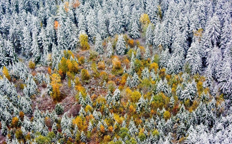 Fresh snow on fall foliage 529  