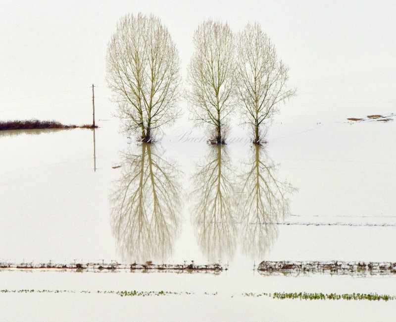 Majestic Trees in Flooded Snoqualmie River Valley, Washington 141