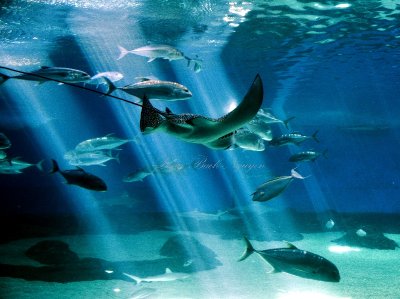 Maui Aquarium 441  