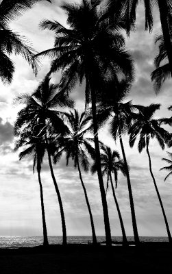 tall palm trees on Big Island 2010  
