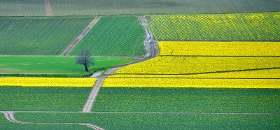 Daffodil Field in Mount Vernon Washington 203  