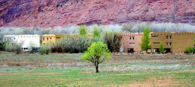 Green Tree in Field Moab Utah 583  