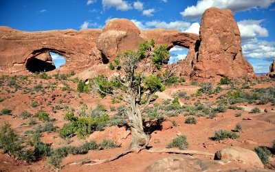 Juniper Tree at The North and South Windows in Arches National Park Moab Utah 1020 