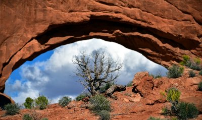Juniper Tree at The North and South Windows in Arches National Park Moab Utah 1049  