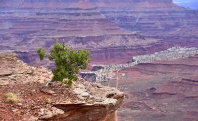 Life on the Edge of Shafer Canyon in Canyonlands National Park Moab Utah 116  