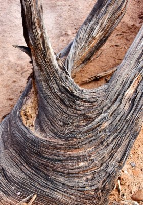 Canyonlands National Park Moab Utah 152 