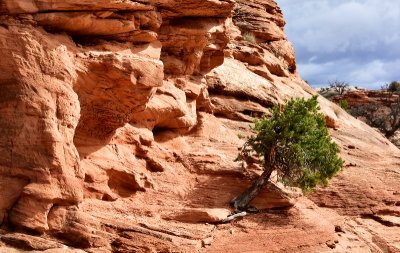 Green Tree against Red Rock at Mesa Arch Canyonlands National Park Moab Utah 175  