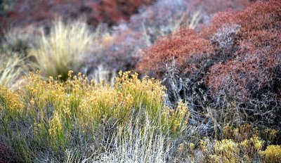 Wild Plants at Canyonlands National Park Utah 273 