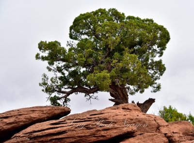 Tree at Dead Horse Point State Park Moab Utah 390 
