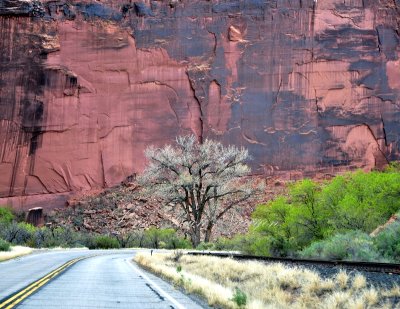 Tree at bend of the road Moab Utah 580  