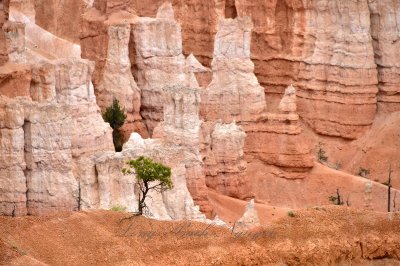 Green Tree at Bryce Canyon National Park Utah 156 