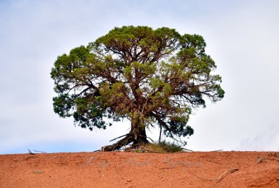 Tree at Monument Valley Navajo Tribal Park 491  