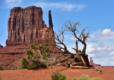 Tree at Monument Valley Navajo Tribal Park 528 