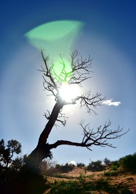 Sun Glare on Tree at Monument Valley 765 