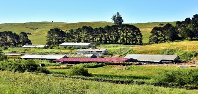 Large farm in Sonoma County California 373  