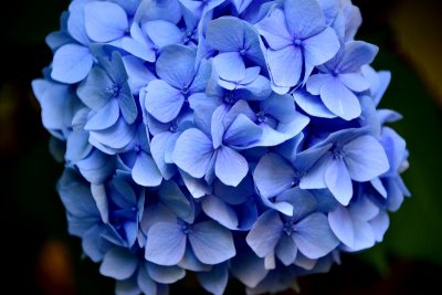 Blue Hydrangea  