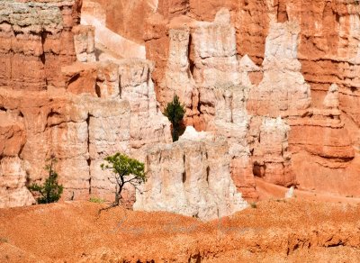 Green Tree at Bryce Canyon National Park Utah 353 
