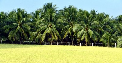 Coconut Plantation Ben Tre Vietnam 027  