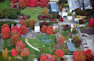 Fall Colors on Mt Baker Park in Seattle 038  