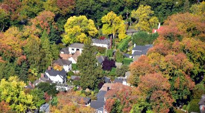 Autumn Foliage in Leschi Neighborhood of Seattle 043  