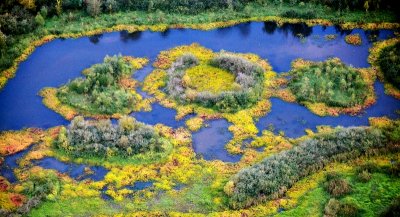 Color of Autumn on marsh in Snoqualmie River Valley Duvall Washington 118  