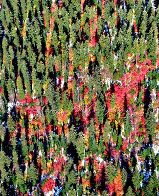 Fall foliage in  Eastern Washington 503 