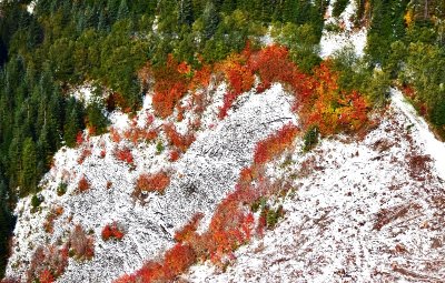 Autumn ground foliage in Cascade Mountains Washington 017