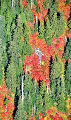 Fall foliage and colors near Three Fingers 063  