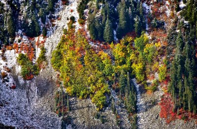 Fresh Snow on Cascade Mountains  814  