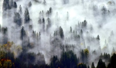 Fog covered landscape 218 