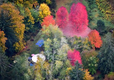 Fall Foliage in Snoqualmie River Valley by Fall City Washington 517  