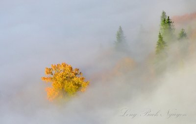 Bright Yellow Tree in Fog by Monroe Washington 571  