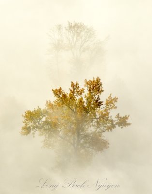 Bright Yellow Trees in Fog by Monroe Washington 611