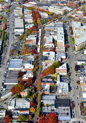 Fall foliage in Ballard neighborhood of Seattle 312