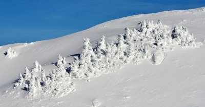 Snow covered trees on Mt Index Washington 1429  