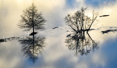 Trees in flooded field Snoqualmie River Valley 189 