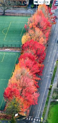 Fall Foliage  and Colors over Washington 2017