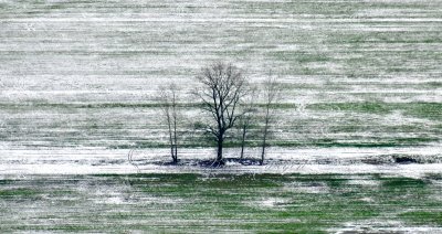 Trees in snow covered field Snohomish Washington 038 Standard e-mail view.jpg