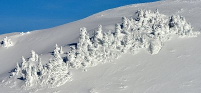 Snow covered trees on Mt Index Washington 1429a 