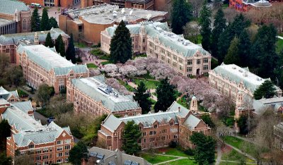 University of Washington Cherry Blossoms at The Quad Seattle Washington 533 