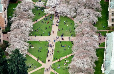 University of Washington Cherry Blossoms at The Quad Seattle Washington 623  